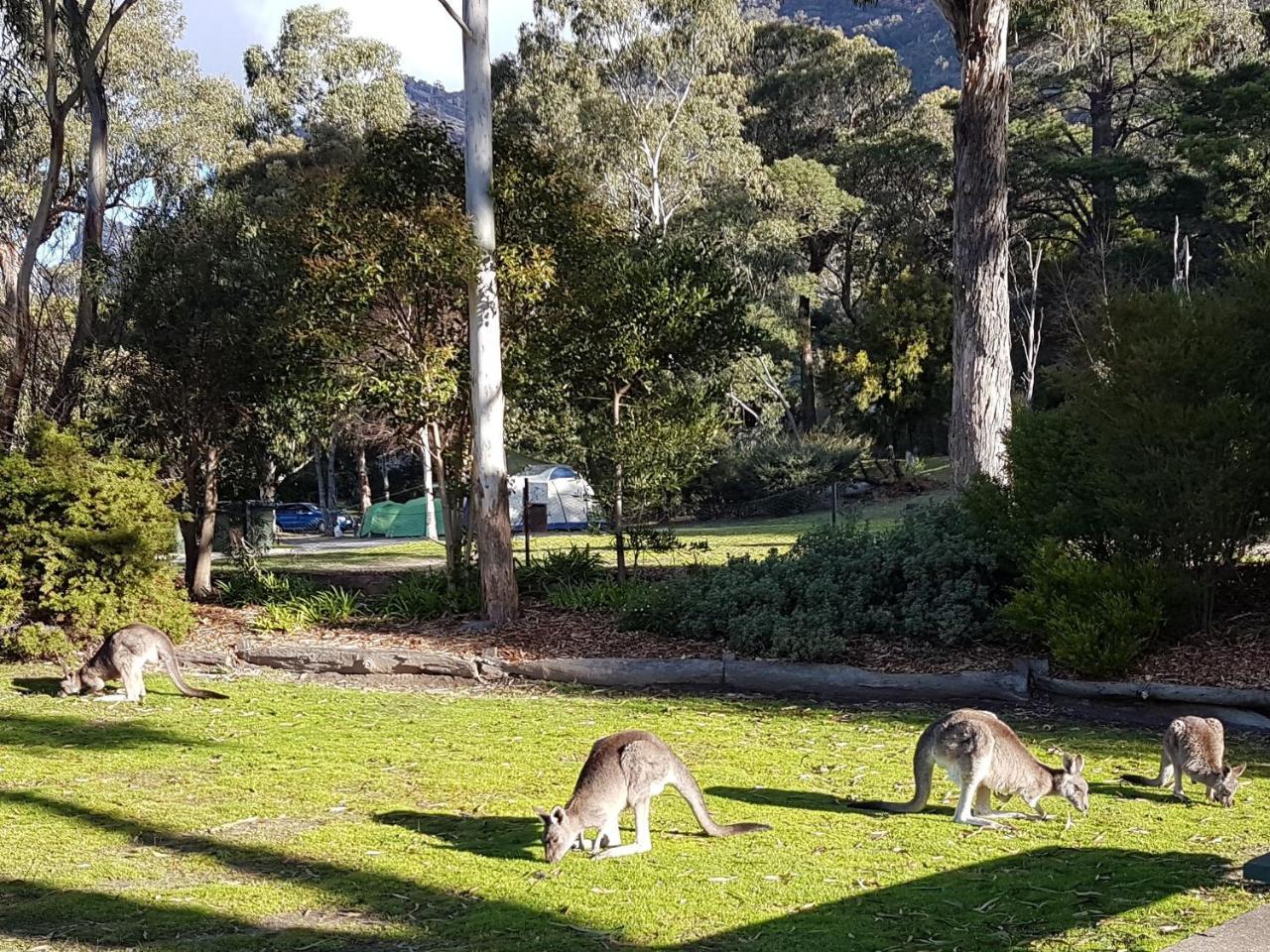 Breeze Holiday Parks - Halls Gap Exteriör bild
